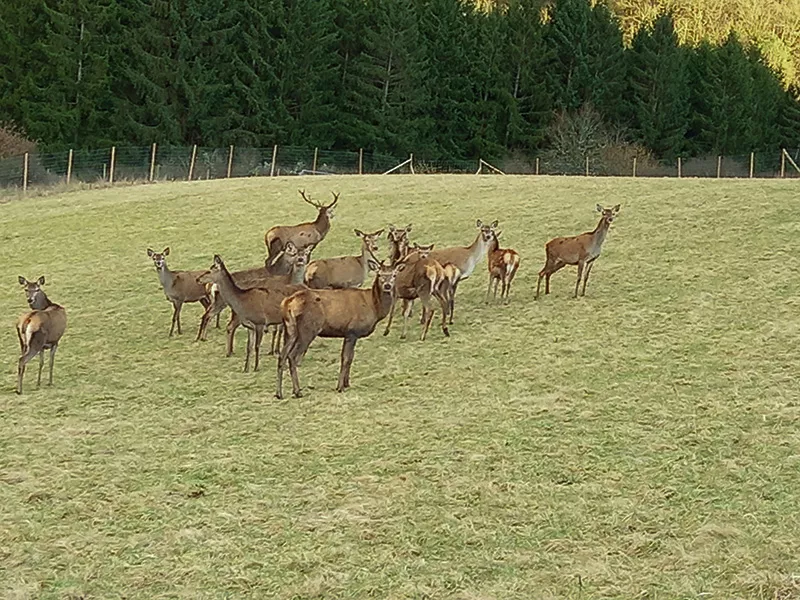Unsere Rotwildherde